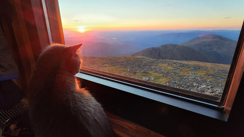 Postcard, Nimbus Kitty, Window
