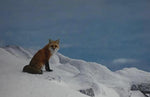 Postcard, "Red fox sitting..."